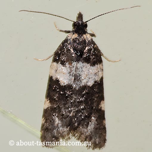 Dichelia cosmopis, Tortricidae, Tasmania, moth