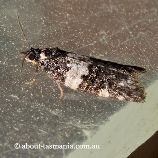 Dichelia cosmopis, Tortricidae, Tasmania, moth
