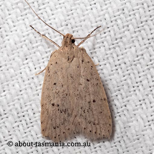 Ironopolia sobriella, Wingia group, Oecophoridae, Tasmania, moth