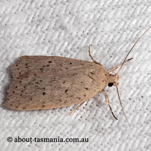 Ironopolia sobriella, Wingia group, Oecophoridae, Tasmania, moth