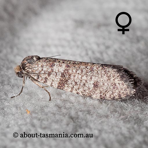 Lepidoscia euryptera, Psychidae, Tasmania, moth