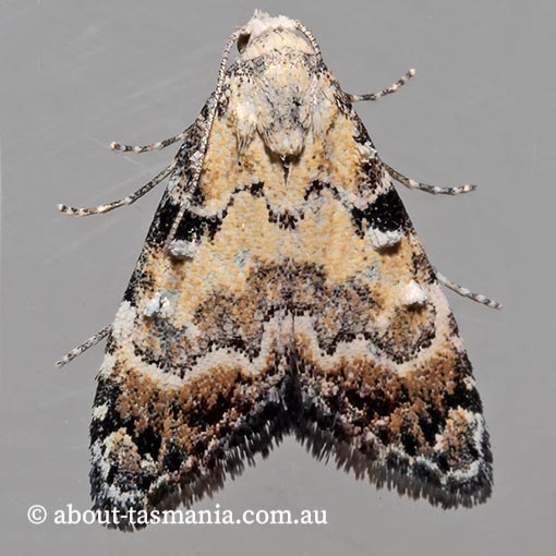Nola semograpta, Nolidae, Tasmania, moth