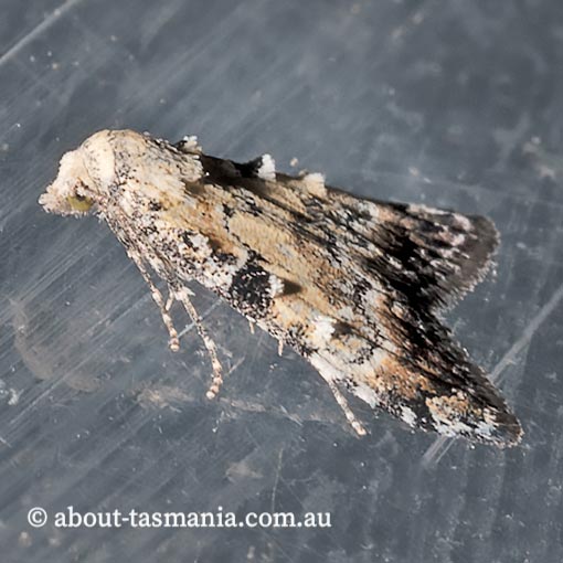 Nola semograpta, Nolidae, Tasmania, moth