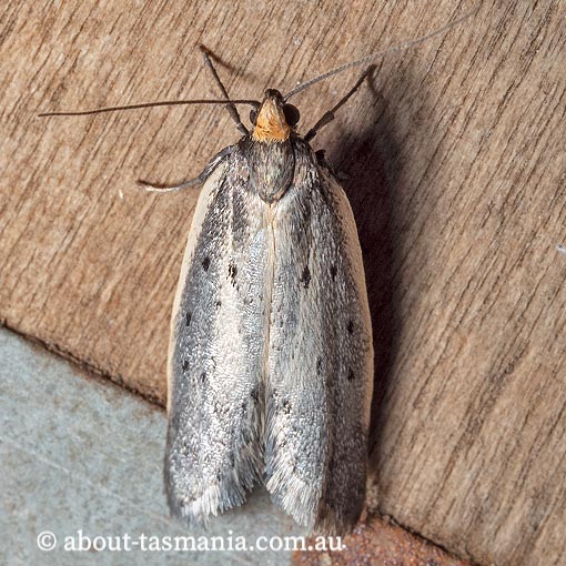 Philobota atmobola, Oecophoridae, Tasmania, moth