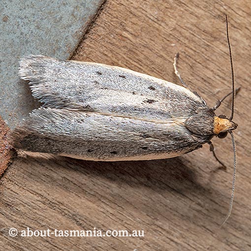 Philobota atmobola, Oecophoridae, Tasmania, moth