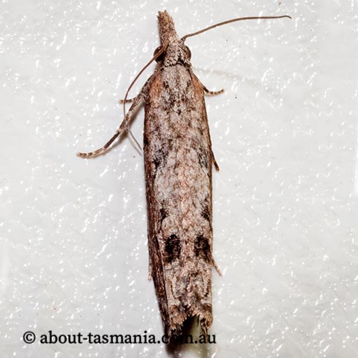 Strepsicrates infensa, Tortricidae, Tasmania, moth