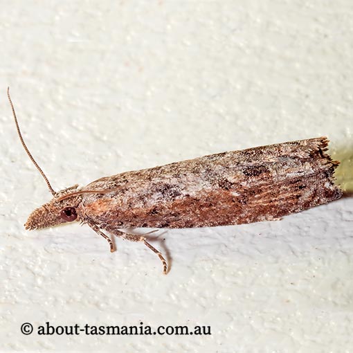 Strepsicrates infensa, Tortricidae, Tasmania, moth