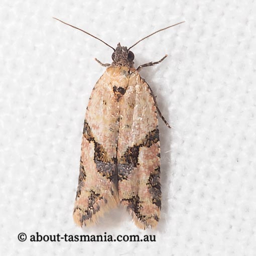 Vacuana vacuana, Tortricidae, Tasmania, moth