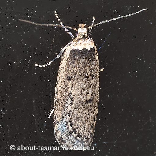Endrosis lactella, Oecophoridae, Tasmania, moth