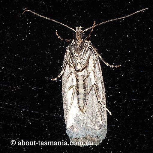 Endrosis lactella, Oecophoridae, Tasmania, moth