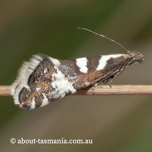 Glyphipterix leucoplaca, Glyphipterigidae, Tasmania, moth