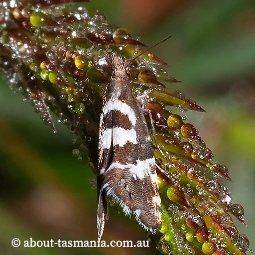 Glyphipterix leucoplaca, Glyphipterigidae, Tasmania, moth