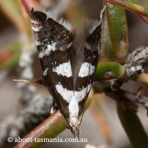 Glyphipterix leucoplaca, Glyphipterigidae, Tasmania, moth