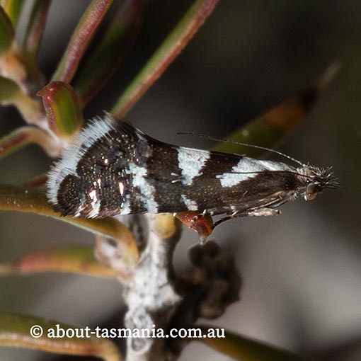 Glyphipterix leucoplaca, Glyphipterigidae, Tasmania, moth