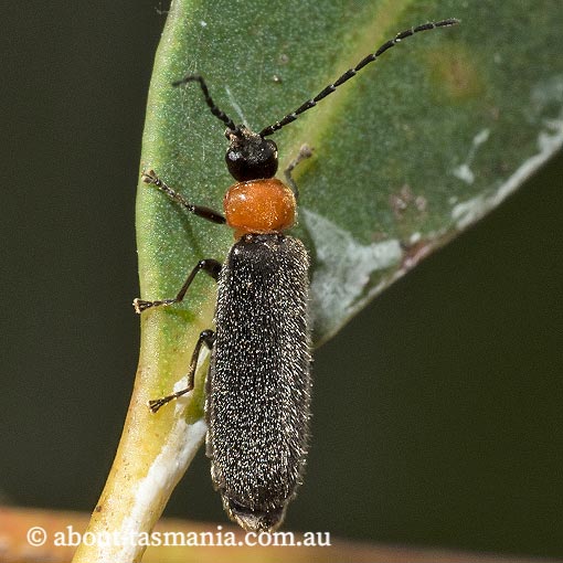 Heteromastix sp. Cantharidae, Soldier Beetle, Tasmania