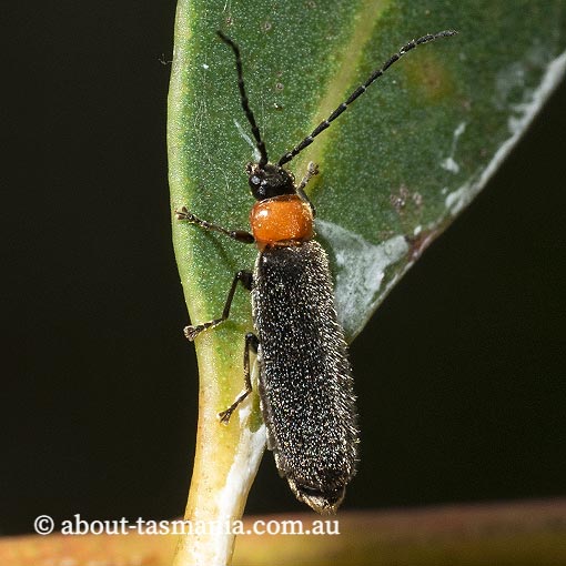 Heteromastix sp. Cantharidae, Soldier Beetle, Tasmania