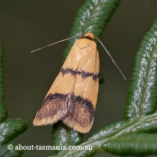Heteroteucha distephana, Wingia group, Oecophoridae, Tasmania, moth