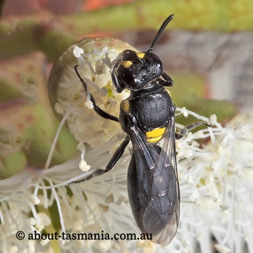 Hylaeus honestus, Noble Masked Bee, Tasmania