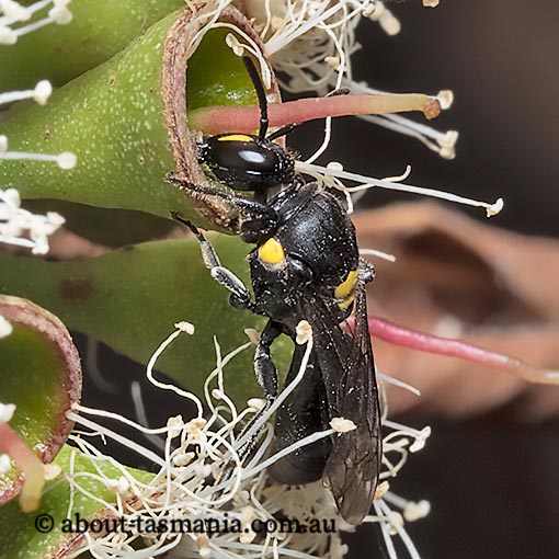 Hylaeus honestus, Noble Masked Bee, Tasmania