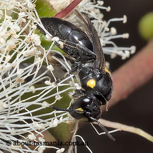 Hylaeus honestus, Noble Masked Bee, Tasmania