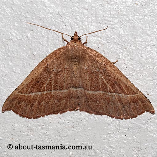 Idiodes prionosema, Geometridae, Tasmania, moth