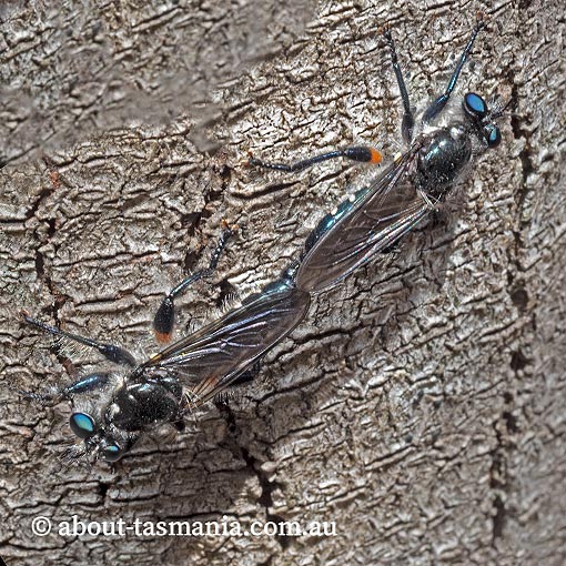 Robber Fly, Laphria telecles, Asilidae, Tasmania