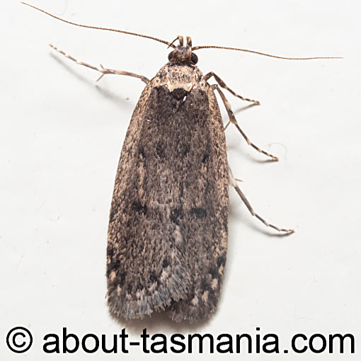 Leptocroca amydrosema, Oecophoridae, Tasmania, moth