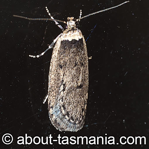 Leptocroca amydrosema, Oecophoridae, Tasmania, moth