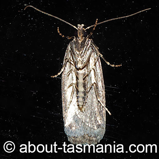 Leptocroca amydrosema, Oecophoridae, Tasmania, moth
