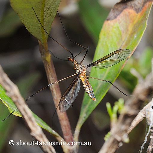 Leptotarsus sp., crane fly, Tipulidae, Tasmania