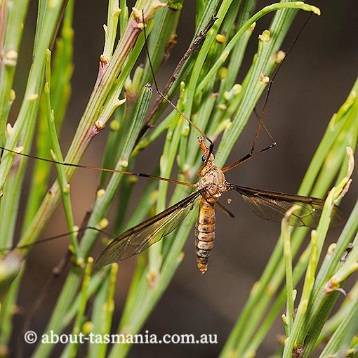 Leptotarsus sp., crane fly, Tipulidae, Tasmania