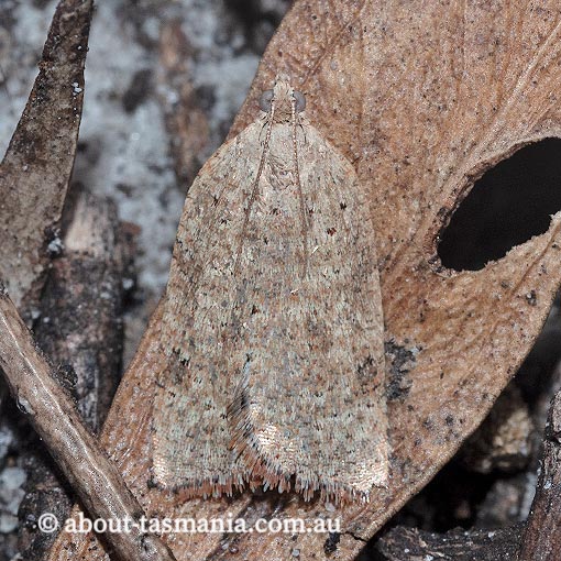 Meritastis umbrosa, Tortricidae, Tasmania, moth