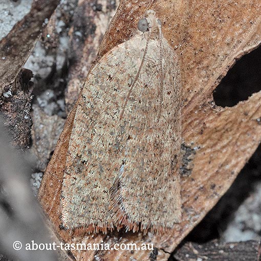 Meritastis umbrosa, Tortricidae, Tasmania, moth
