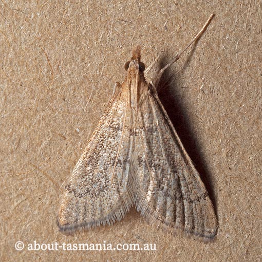 Metasia celaenophaes, Crambidae, Tasmania, moth