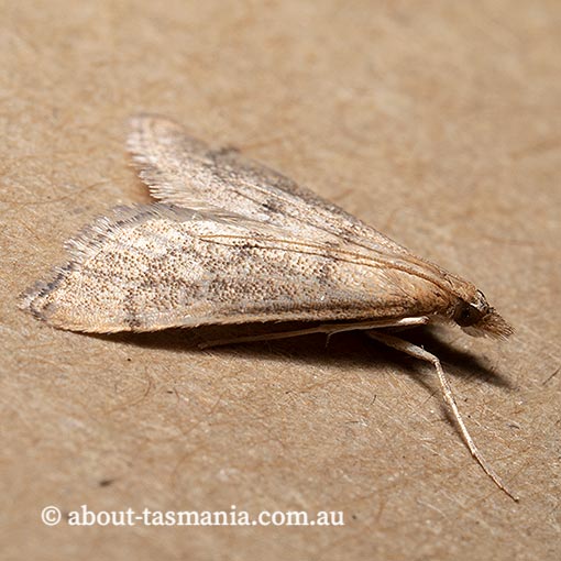 Metasia celaenophaes, Crambidae, Tasmania, moth