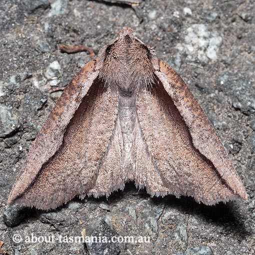 Nisista sp. (2), Geometridae, Tasmania, moth