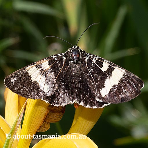 Phalaenoides glycinae, Noctuidae, Tasmania, grapevine moth