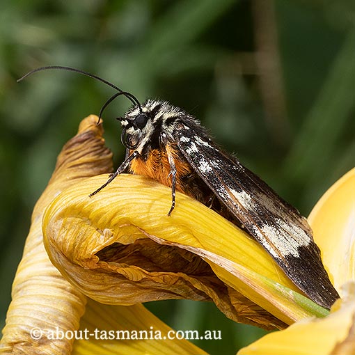 Phalaenoides glycinae, Noctuidae, Tasmania, grapevine moth