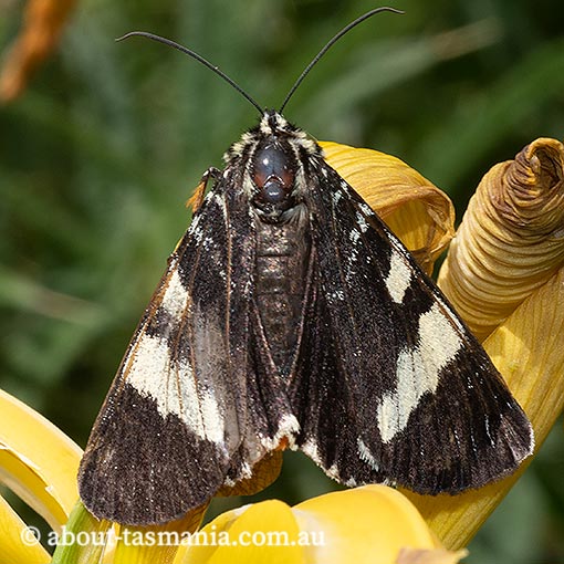 Phalaenoides glycinae, Noctuidae, Tasmania, grapevine moth
