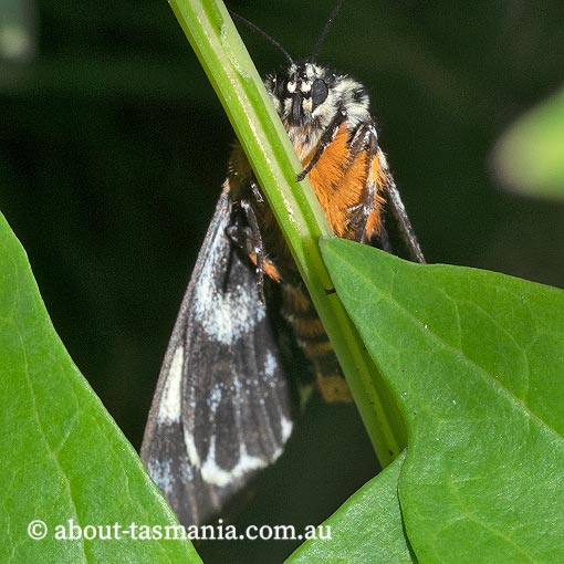 Phalaenoides glycinae, Noctuidae, Tasmania, grapevine moth