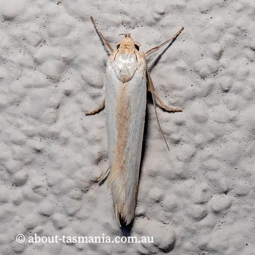 Philobota productella, Oecophoridae, Tasmania, moth