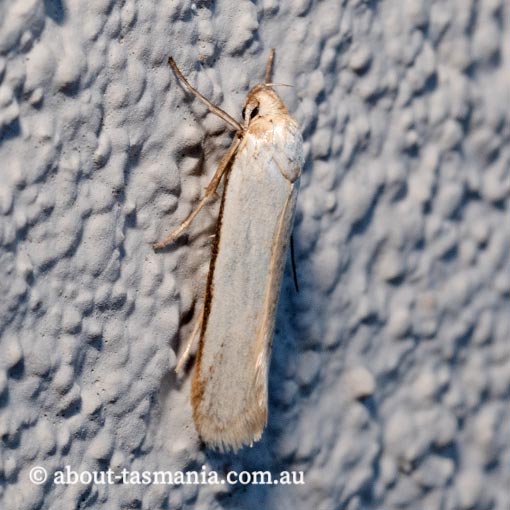 Philobota productella, Oecophoridae, Tasmania, moth