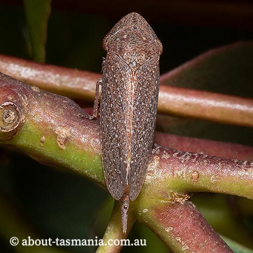 Rhotidus teleformis, ‎Cicadellidae, Leafhopper, Tasmania, bug