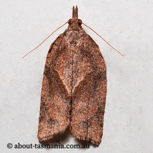 Sobriana mnemosynana, Tortricidae, Tasmania, moth