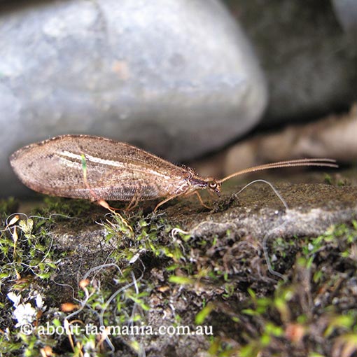 Stenosmylus tenuis,Osmylidae, lacewing, Tasmania