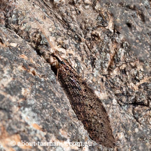 Stenosmylus tenuis,Osmylidae, lacewing, Tasmania