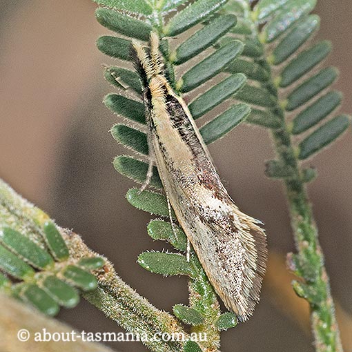 Thema xiphochrysa, Oecophoridae, Chezala group, Tasmania, moth