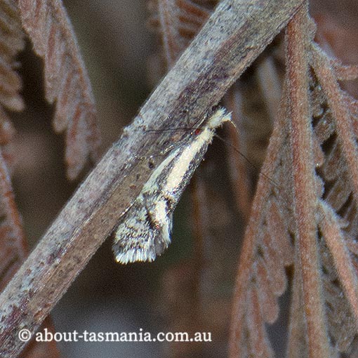 Thema xiphochrysa, Oecophoridae, Chezala group, Tasmania, moth