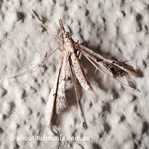  Tineodes adactylalis, Tineodidae, Tasmania, moth