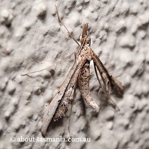  Tineodes adactylalis, Tineodidae, Tasmania, moth